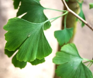Tebonin und Gingium Gemeinsamkeiten